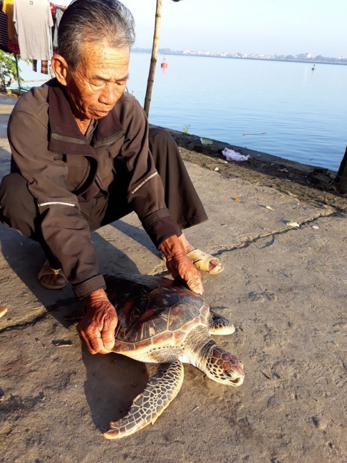Con rùa của ông bắt được và đã được thả về môi trường tự nhiên trong sáng 31/1