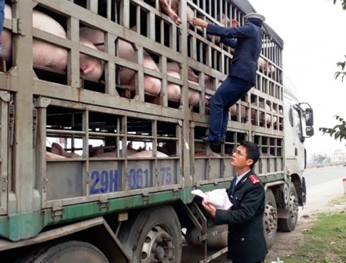 Ngành chuyên môn tăng cường kiểm tra, phát hiện, xử lý nghiêm các vụ vận chuyển gia súc không đảm bảo quy định về kiểm dịch