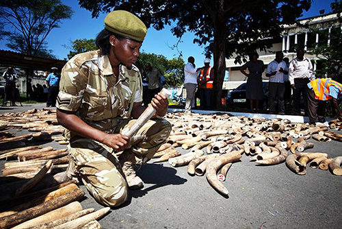 Giới chức kiểm tra số ngà voi bị tịch thu tại cảng Mombasa ở Uganda khi chúng đang được vận chuyển tới Malaysia năm 2015. Ảnh: AFP