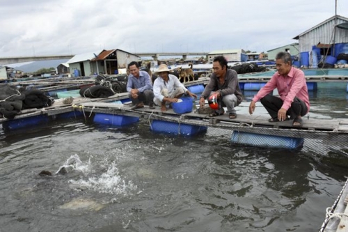 Hộ anh Nguyễn Văn Đức là một trong những hộ tiên phong trong nghề nuôi cá lồng bè trên sông sau khi công trình "ngọt hóa sông Nghèn" được đưa vào sử dụng.