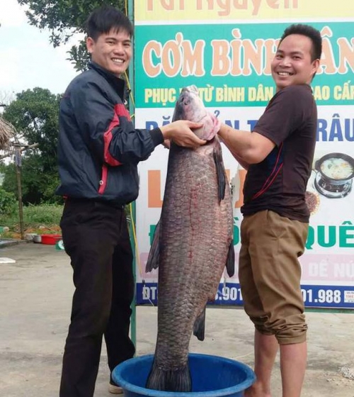 Con cá dài gần 1 m, nặng hơn 33kg.
