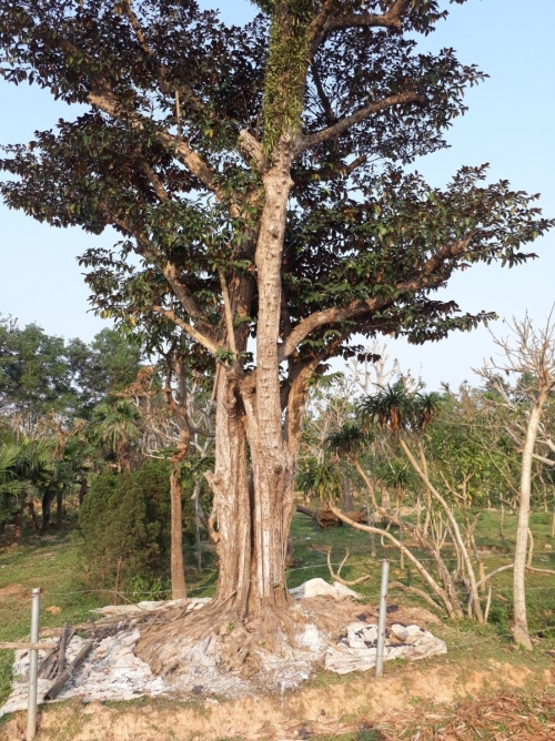 Những gốc cây cổ thụ hàng trăm năm tuổi với trị giá hàng trăm triệu đồng đứng trước nguya cơ chết đứng