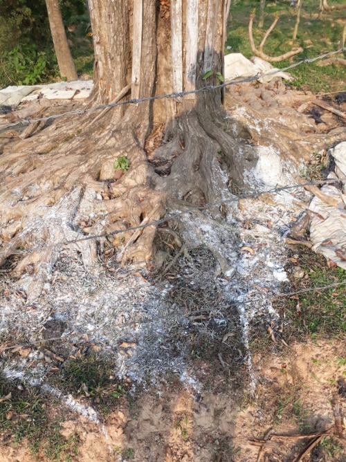 Kẻ lạ đã dùng lượng lớn muối trắng hòa nước đổ vào gốc cây để hủy hoại...