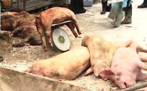 Đàn lợn 35 con của gia đình ông Vũ Văn Đạt ở xã Chính Mỹ (Thủy Nguyên, TP Hải Phòng) chết do mắc bệnh dịch tả lợn châu Phi.