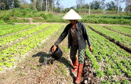 Bà Phạm Thị Hoa lấy nước từ nhà ra tưới rau của gia đình vì sợ nước kênh ô nhiễm