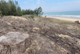 Nhiều cây phi lao, rừng phòng hộ ven biển bị đốn hạ