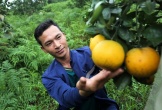 90.000 đồng mỗi kg, cam đặc sản Hà Tĩnh vẫn không đủ bán