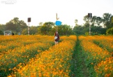 Cánh đồng hoa sao nhái đẹp hút hồn ở Hà Tĩnh