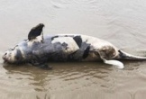 Hà Tĩnh: Liên tiếp phát hiện xác cá voi trôi dạt vào bờ biển