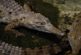 Người nuôi bị bầy cá sấu 40 con cắn chết