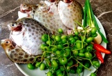 Loại cá đặc sản nổi tiếng Kiên Giang, xưa không ai ăn, nay vừa ngon ngọt vừa bổ dưỡng dân thành phố ưa chuộng, 260.000 đồng/kg