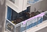 Người đàn ông khiến hàng xóm ngày ngày “phát điên” khi nuôi 7 con bò ở ban công chung cư