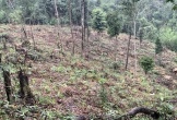 Hà Tĩnh: Người bị xử phạt vì phá rừng lại trồng keo trên đất bị phá