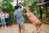 Hà Tĩnh: Độc, lạ hươu đi bằng 2 chân, chơi đùa cùng du khách