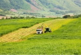 Đồng cỏ rộng hàng ngàn hecta mãn nhãn ở Nghệ An ‘đốn tim’ du khách