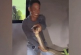 Bắt sống rắn hổ mang chúa dài 4 mét, nặng 15kg trong vườn nhà dân