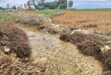 Hà Tĩnh: Ruộng lúa bị c.h.ế.t do nhiễm dầu từ dự án cao tốc