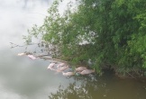 Xác định được đối tượng vứt hàng chục con lợn chết xuống sông