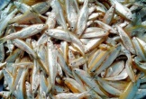 Loại cá trước cho lợn ăn, nay thành đặc sản 300.000 đồng/kg