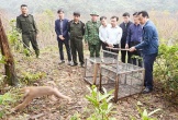 Thả 12 cá thể động vật quý hiếm về môi trường tự nhiên ở Hà Tĩnh