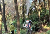 Sâu róm xuất hiện gây hại rừng thông ở Hà Tĩnh