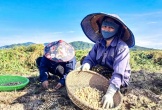 Nông sản rớt giá, người dân lao đao