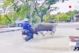 VIDEO: Trâu 