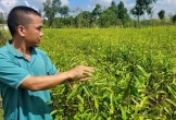 Cây trồng quanh nhà máy gạch ở Hà Tĩnh bị “c.h.ế.t c.h.á.y” hàng loạt, người dân hoang mang