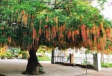 3 cây trồng trong sân 