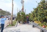 Quất 120 triệu gây chú ý phố Tết Hà Tĩnh