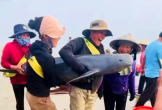Ngư dân Hà Tĩnh giải cứu hai cá thể cá heo mắc lưới