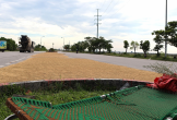 Phơi thóc lúa tràn lan trên đường ở Nghệ An, Hà Tĩnh tiềm ẩn nguy cơ tai nạn giao thông