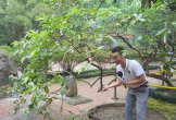 Cây ổi 